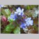 ajuga.jpg