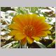 gazania2.jpg