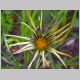 gazania.jpg