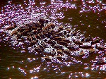 20060210kt03.jpg