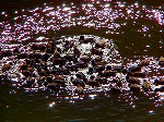 20060210kt04.jpg
