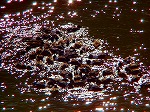 20060210kt05.jpg