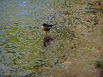 20060210kt13.jpg