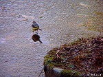 20060210kt15.jpg