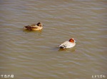 20060210kt20.jpg