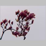 20060323ic04.jpg