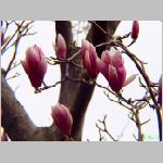 20060323ic05.jpg
