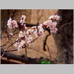 20060323ic07.jpg
