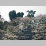20060331tsh3.jpg