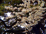 P4070110.jpg