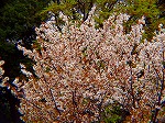 P4070123.jpg