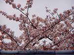 P4070161.jpg