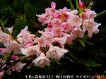 P4070171.jpg