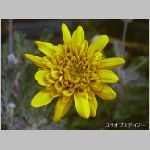 20060413ktn07.jpg