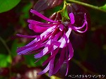 20060421ktn02.jpg