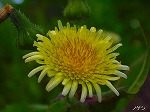 20060421ktn03.jpg