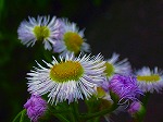 20060421ktn04.jpg