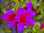 20060421ktn05.jpg