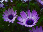 20060421ktn06.jpg