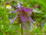 20060421ktn11.jpg