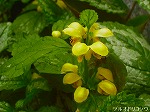 20060421ktn12.jpg