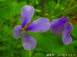 20060421ktn13.jpg