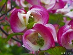 20060421ktn16.jpg