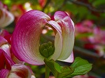 20060421ktn17.jpg