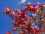 20060421ktn18.jpg