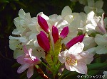 20060421ktn20.jpg
