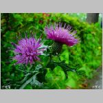 DSC06480.jpg