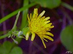 RIM00043.jpg