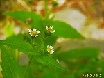 RIM00016.jpg