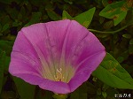 RIM00048.jpg