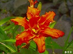 RIM00021.jpg