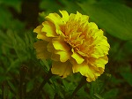 RIM00047.jpg