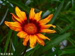 RIM00013.jpg