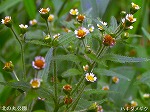 RIM00068.jpg