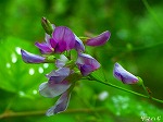 20060817ktn03.jpg