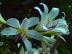 20060817ktn05.jpg