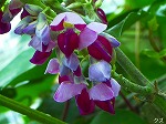 20060817ktn10.jpg