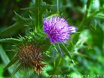 20060817ktn13.jpg