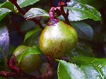 20060817ktn15.jpg