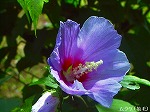 20060817ktn16.jpg