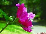 20060817ktn17.jpg