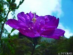 20060817ktn18.jpg