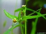 20060817ktn20.jpg