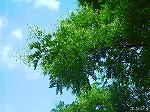 RIM00041.jpg