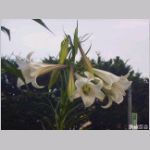 2006082277.jpg