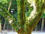P8250064.jpg